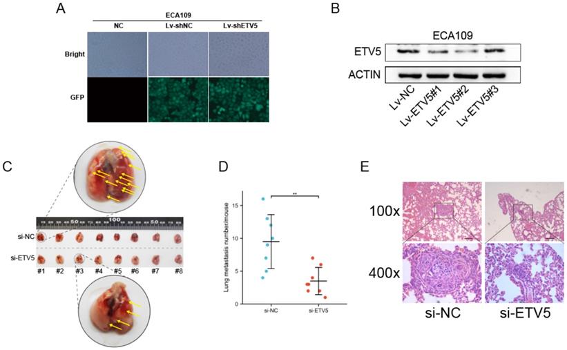 Int J Med Sci Image