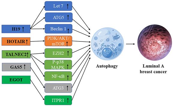 Int J Med Sci Image