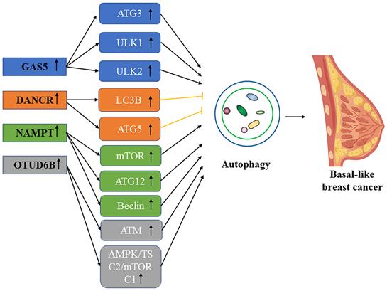 Int J Med Sci Image