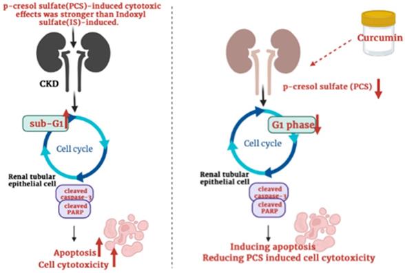 Int J Med Sci Image