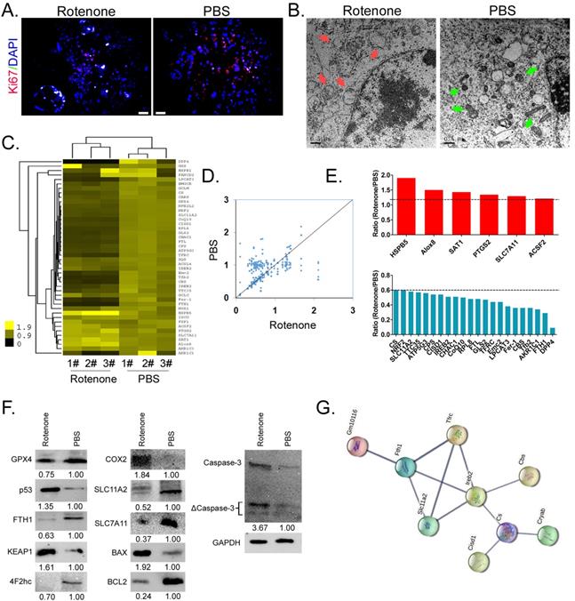 Int J Med Sci Image