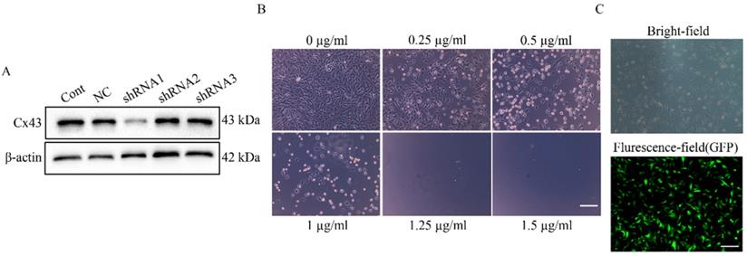 Int J Med Sci Image