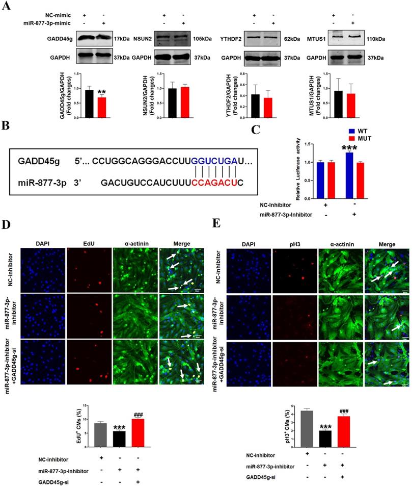 Int J Med Sci Image