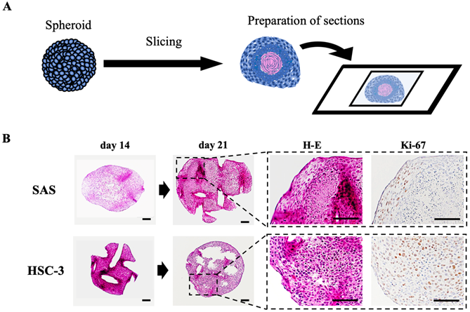 Int J Med Sci Image