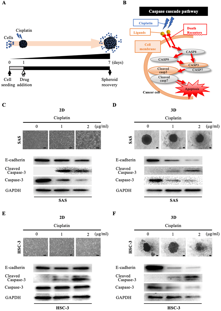 Int J Med Sci Image