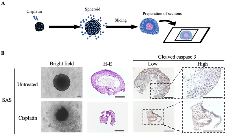 Int J Med Sci Image