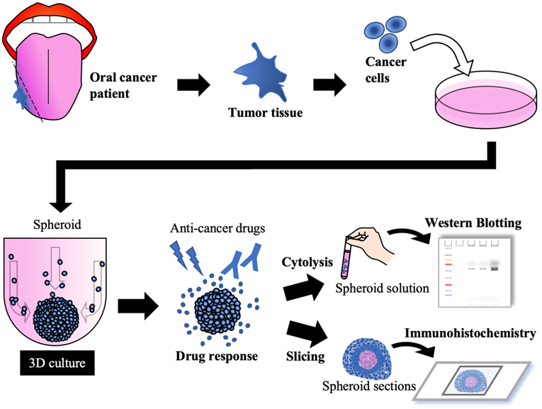 Int J Med Sci Image