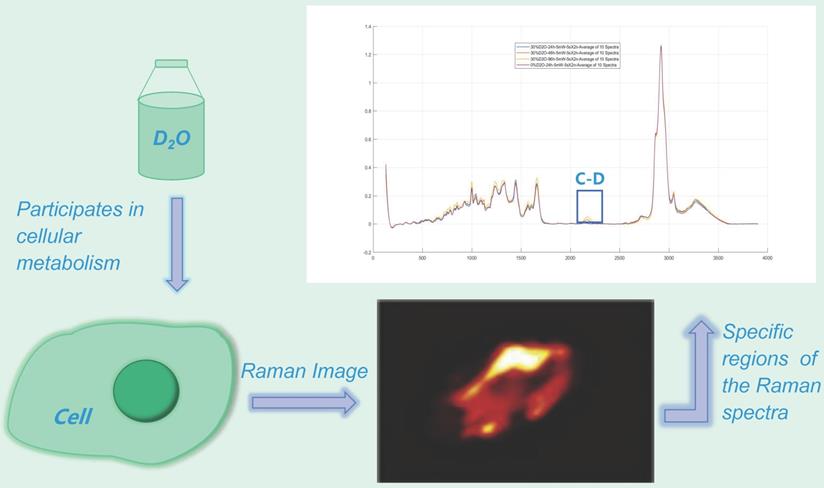 Int J Med Sci Image