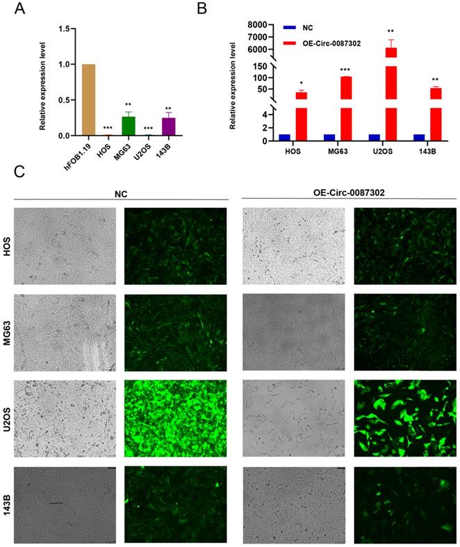 Int J Med Sci Image