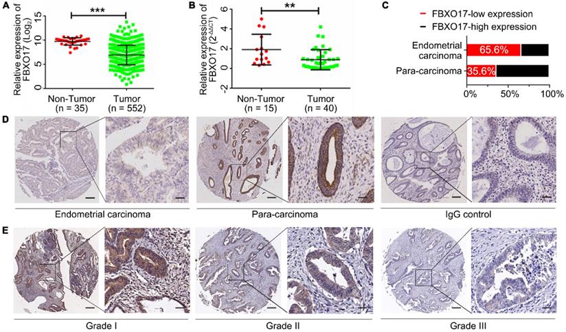 Int J Med Sci Image