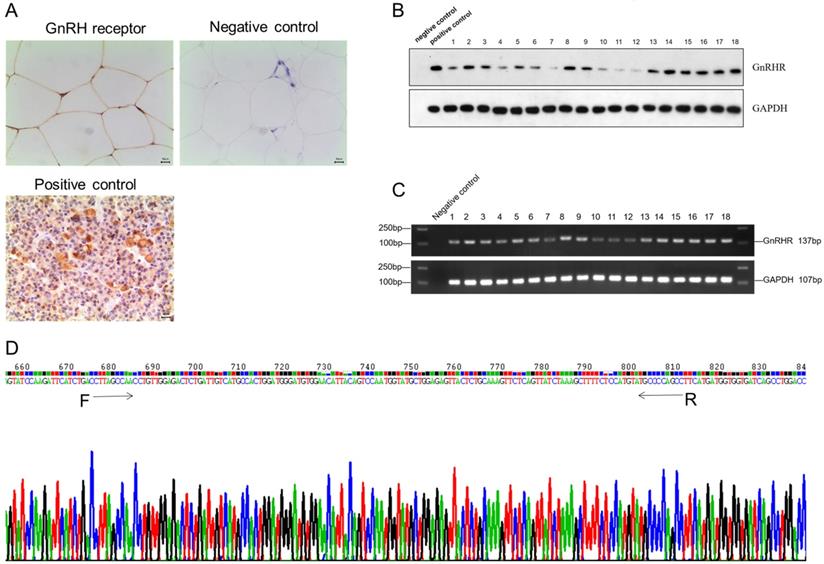 Int J Med Sci Image