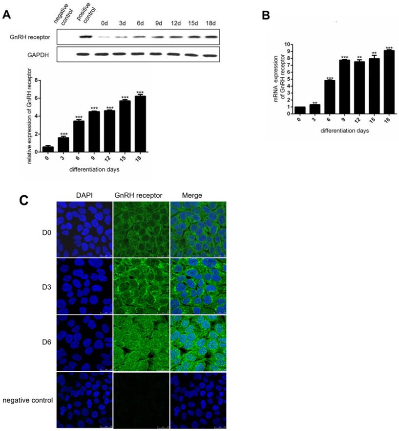 Int J Med Sci Image