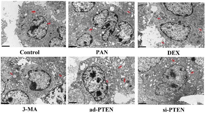 Int J Med Sci Image