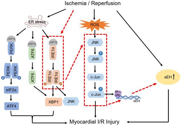 Int J Med Sci Image