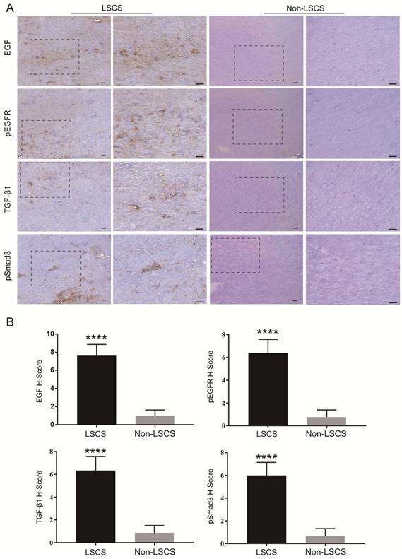 Int J Med Sci Image