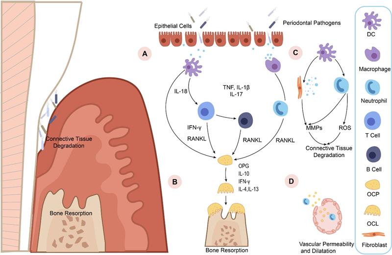 Int J Med Sci Image