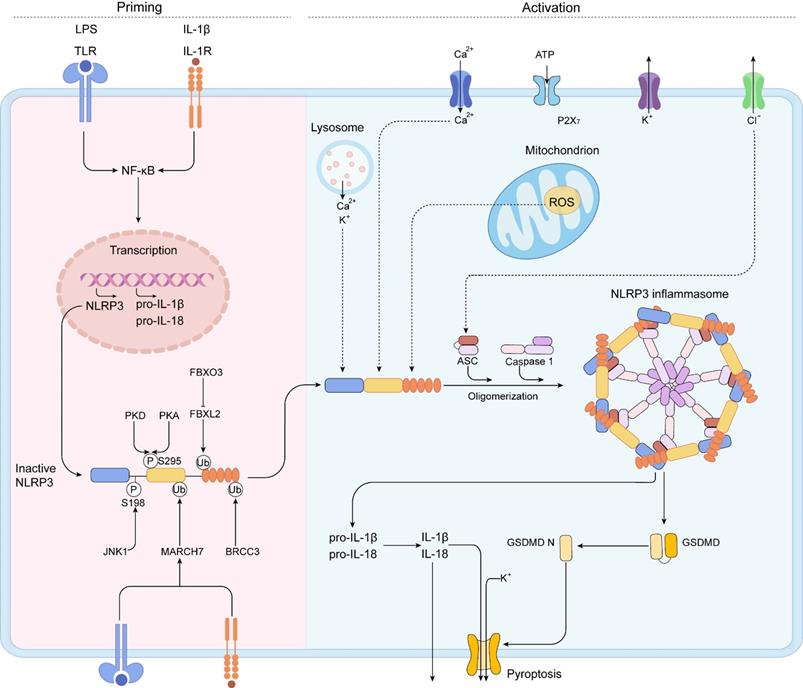 Int J Med Sci Image