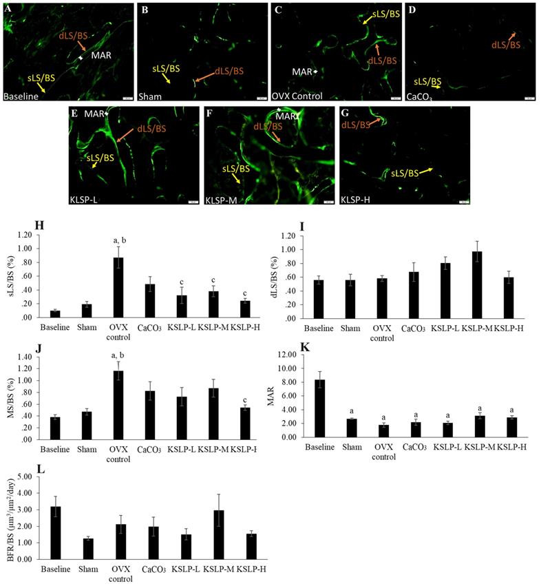 Int J Med Sci Image