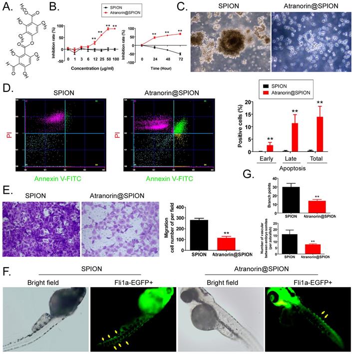 Int J Med Sci Image