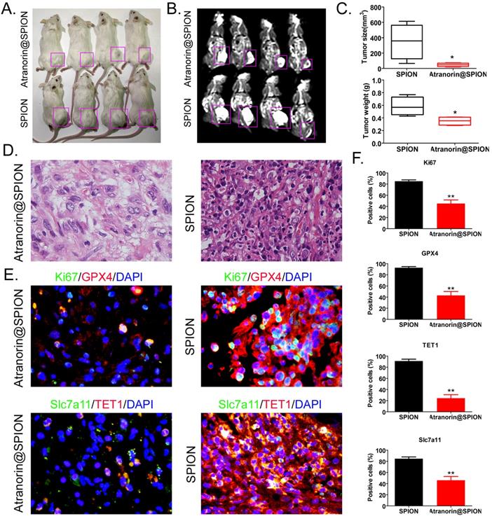 Int J Med Sci Image