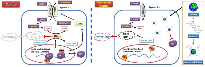 Int J Med Sci Image