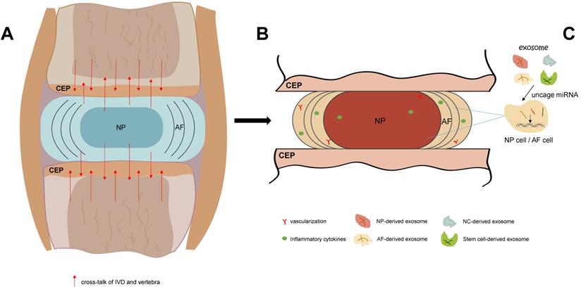 Int J Med Sci Image