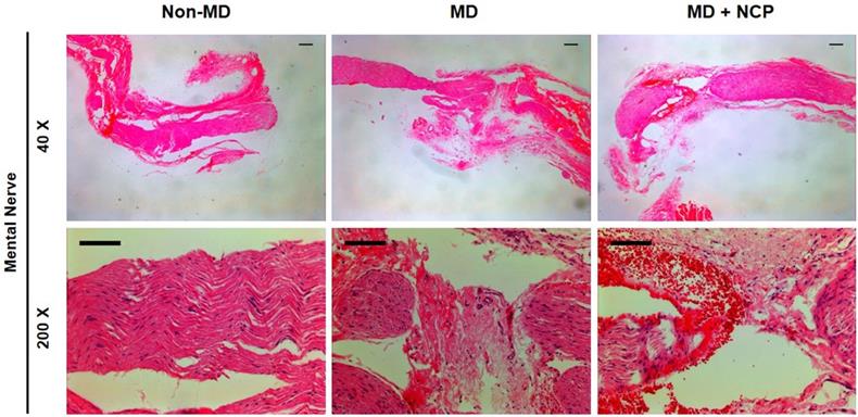 Int J Med Sci Image