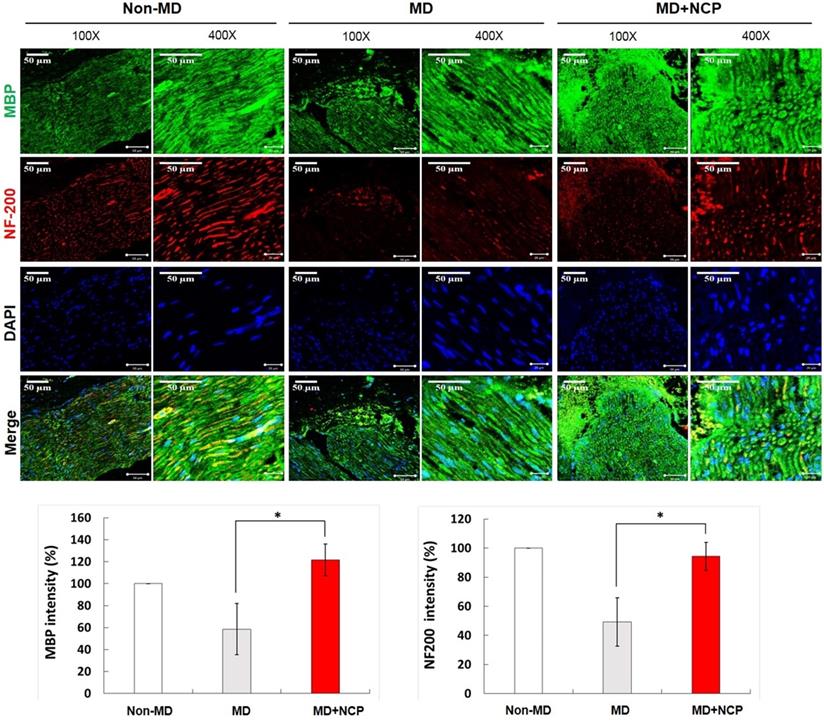 Int J Med Sci Image