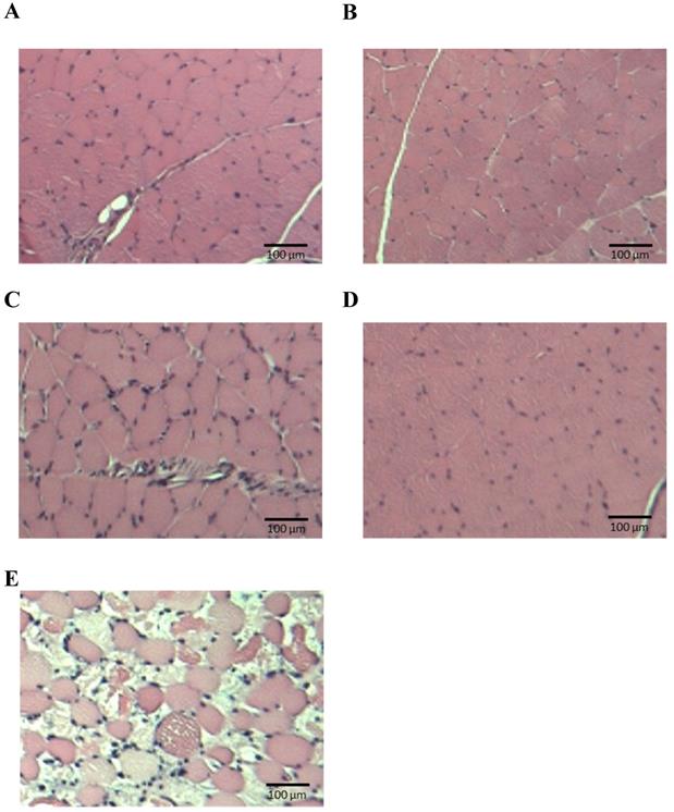 Int J Med Sci Image