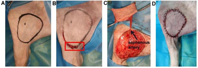 Int J Med Sci Image