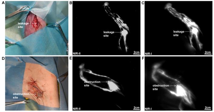 Int J Med Sci Image