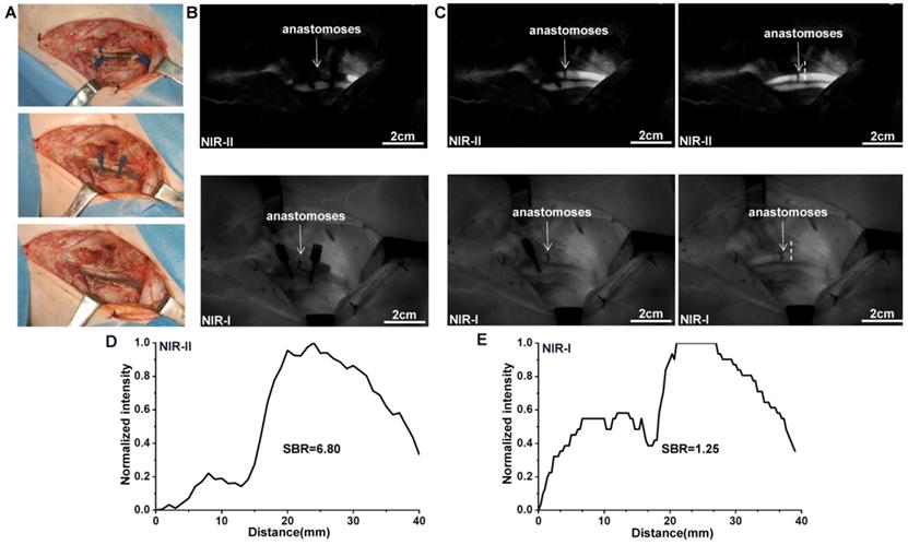 Int J Med Sci Image