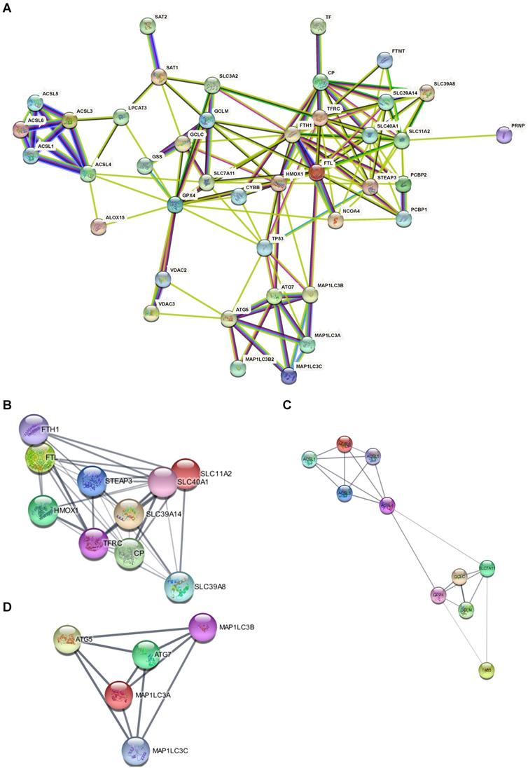 Int J Med Sci Image