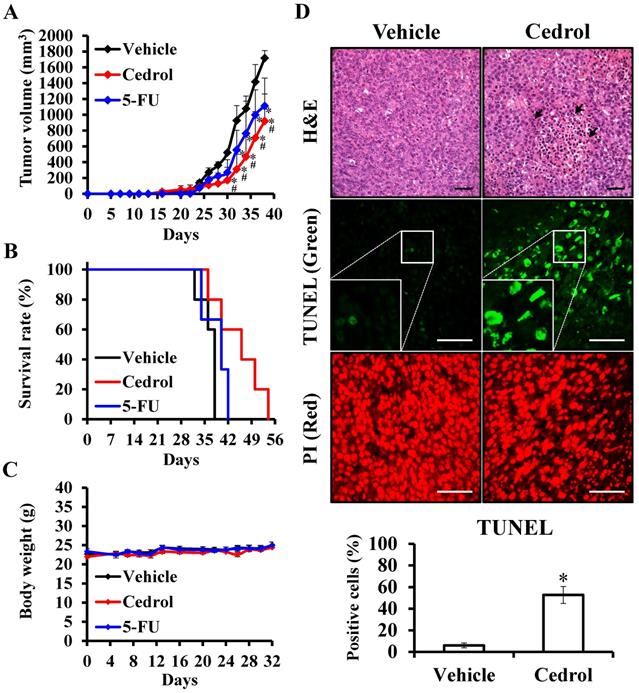 Int J Med Sci Image