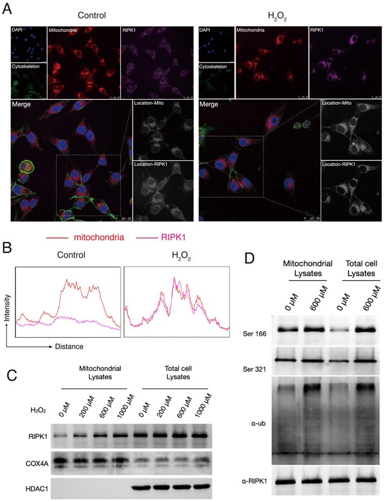 Int J Med Sci Image