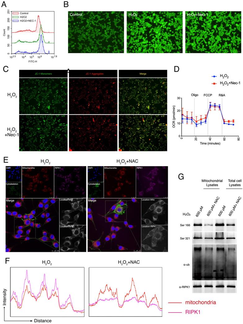 Int J Med Sci Image