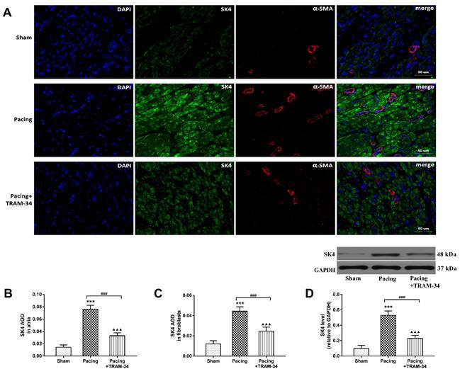 Int J Med Sci Image