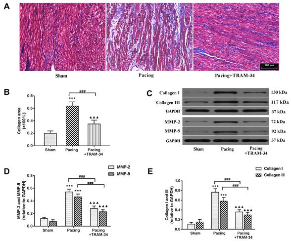 Int J Med Sci Image