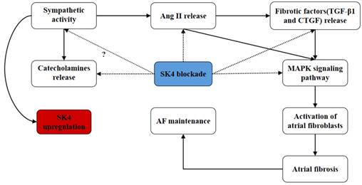 Int J Med Sci Image