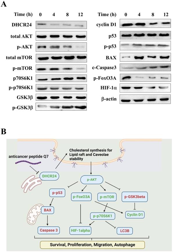 Int J Med Sci Image