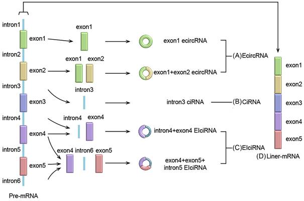 Int J Med Sci Image