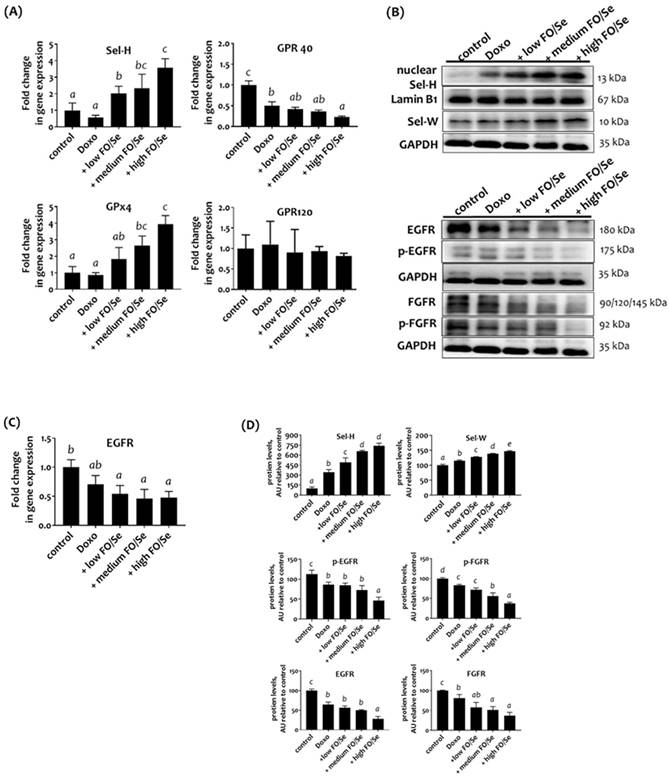 Int J Med Sci Image