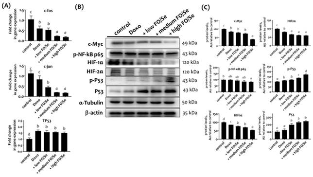 Int J Med Sci Image