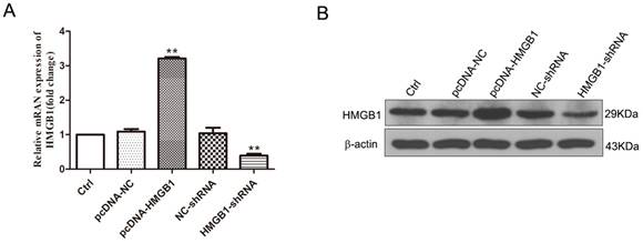 Int J Med Sci Image