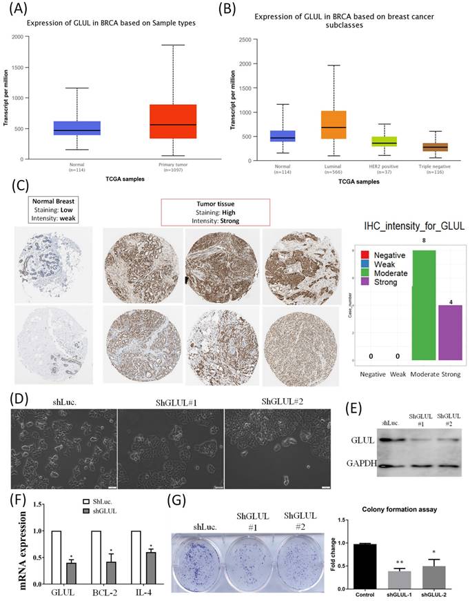 Int J Med Sci Image