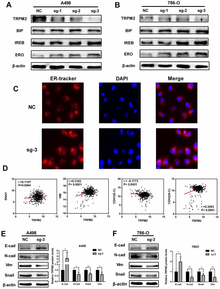 Int J Med Sci Image