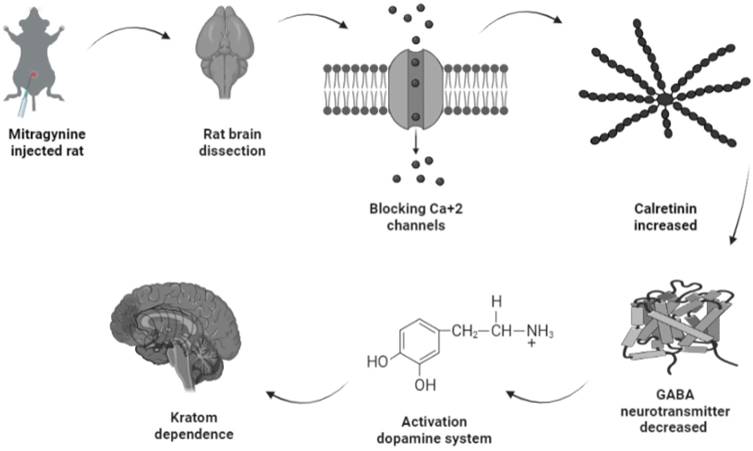 Int J Med Sci Image