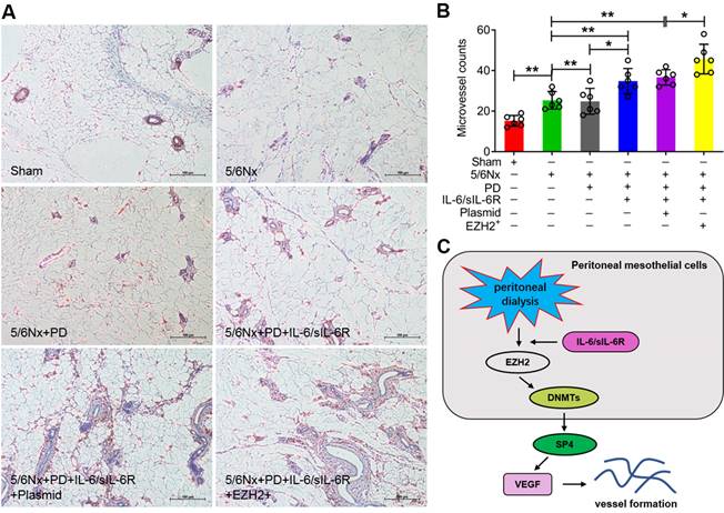 Int J Med Sci Image