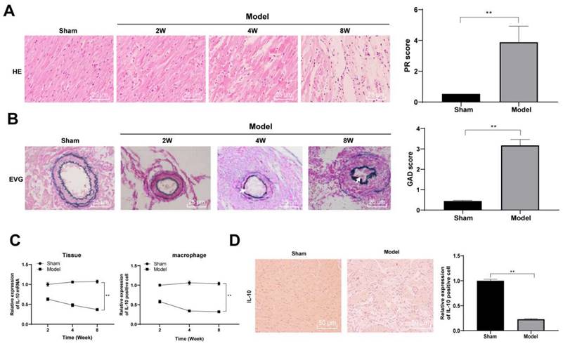 Int J Med Sci Image