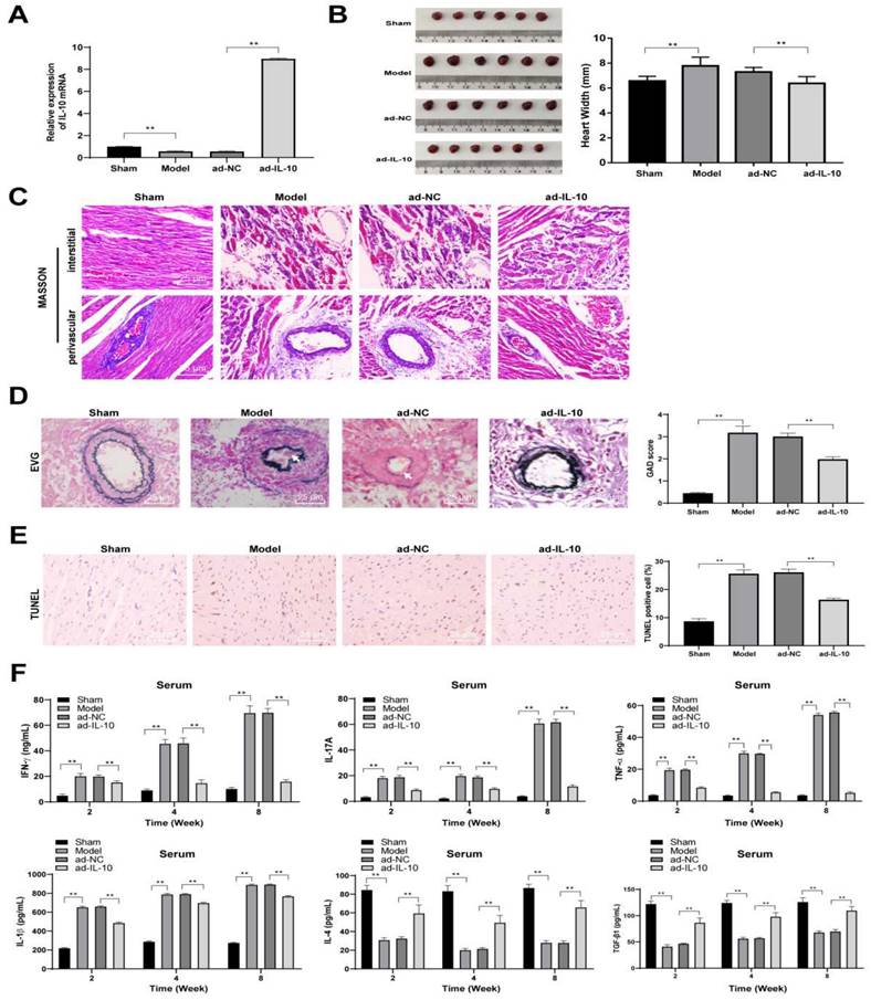 Int J Med Sci Image